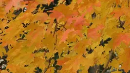 Maple 01.webp Maple 01.webp