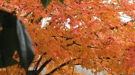 Maple 02.webp Maple 02.webp