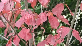 Dogwood 01.webp Dogwood 01.webp