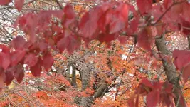 Dogwood and Maple.webp Dogwood and Maple.webp