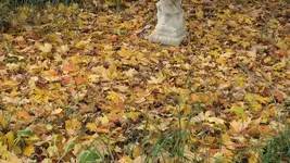 Leaves everywhere.webp Leaves everywhere.webp