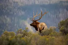 Bull Elk (Small).webp