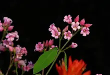 waldodell 091.webp