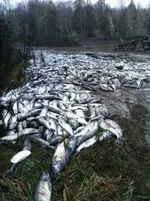 skok salmon.webp
