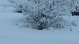 1451227189377.webp