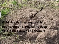 Gold ring on Gopher Mound 001.webp