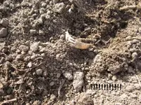 Gold ring on Gopher Mound 002.webp