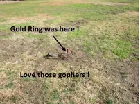 Gold ring on Gopher Mound 004.webp