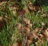 arctium-minus-fr-ahaines-a.webp