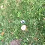 IMG_1367[1].webp