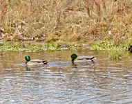 ducks 2.webp