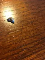 ImageUploadedByTreasureNet.com1449419733.373807.webp