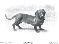 1898_Dachshund_Gladys.webp