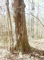 DSCN0564 (2).webp