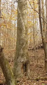 DSCN0701.webp