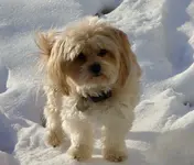 coal creek bella.webp