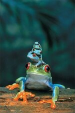 animals-frogs.jpg