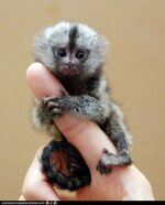 animals-pygmie-marmoset.jpg