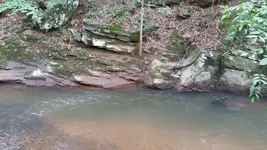 woods1.webp