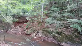 woods2.webp
