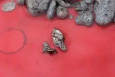 silver nuggets in a gold pan 3.webp