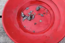 silver nuggets in gold pan 1.webp
