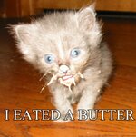 butter cat.jpg