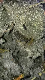 ImageUploadedByTreasureNet.com1452395420.018023.webp