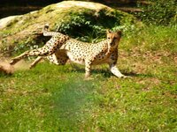 cheetah 1.jpg