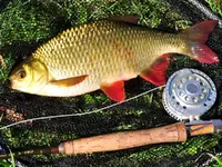 RoachRuddDaceFlies_CatchPic.webp