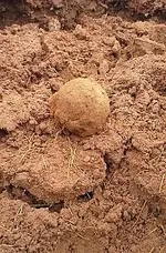 Grapeshot.webp