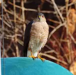 DSCN9713.webp