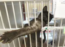 cat at humane society.webp