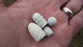 bullit2.webp