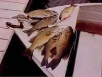 fishcatch2d.webp