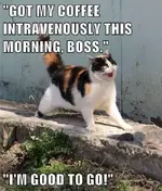 coffeecat.webp