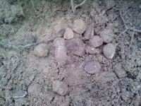 1207151605a.webp