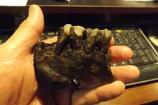bone 001.webp