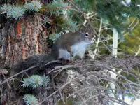 squirrel in empire.webp