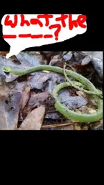 ImageUploadedByTreasureNet.com1453175662.147586.webp