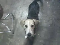 roxy.webp