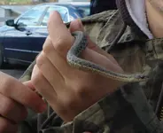 Snake.webp