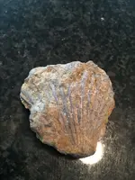 ImageUploadedByTreasureNet.com1455411377.991625.webp