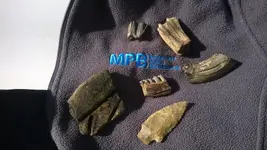 bone valley finds.webp