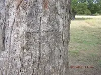pecantree.webp