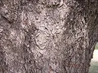 PecanTree015.webp
