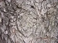 PecanTree016.webp