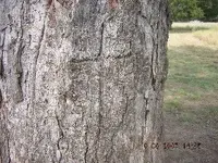 PecanTree017.webp