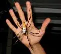 banana spider.webp