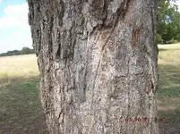 PecanTree019.webp